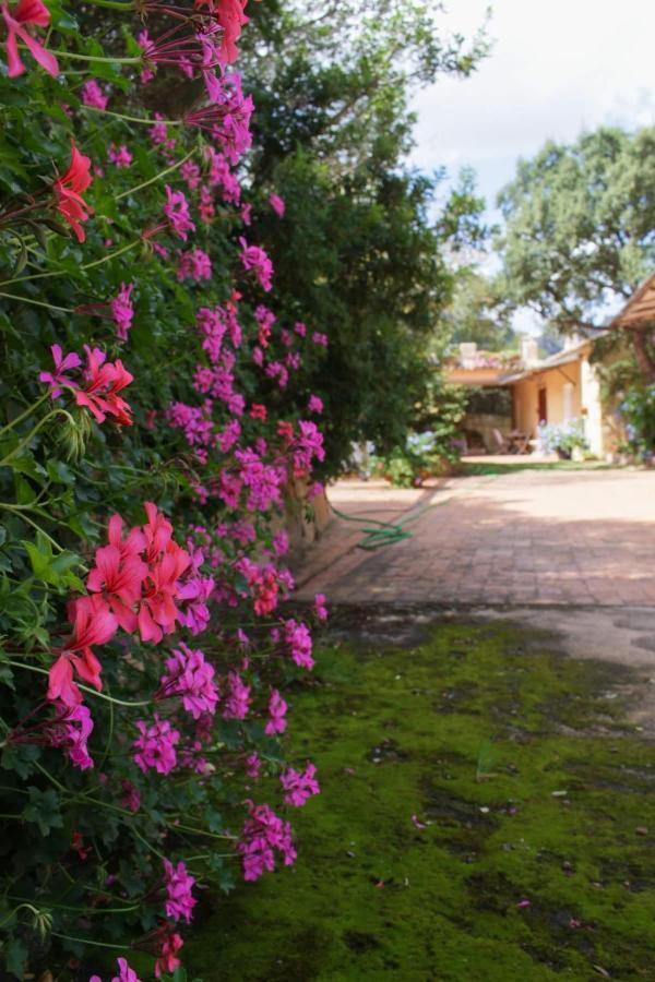 B&B Le Corti Di Aloa San Pantaleo Buitenkant foto