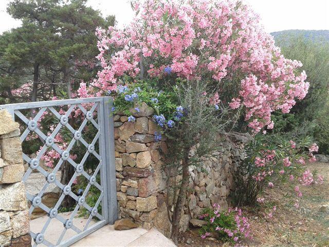 B&B Le Corti Di Aloa San Pantaleo Buitenkant foto